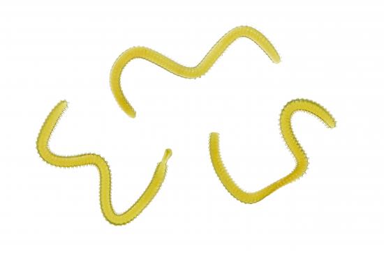 Balzer Beißfix aromatisierte Gummiköder Seeringelwürmer Naturfarben