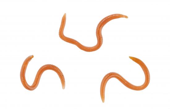 Balzer Beißfix aromatisierte Gummiköder Würmer Naturfarben